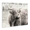 Stupell Industries Highland Cow Gazing Portrait Canvas Wall Art Design by Graffi*tee Studios